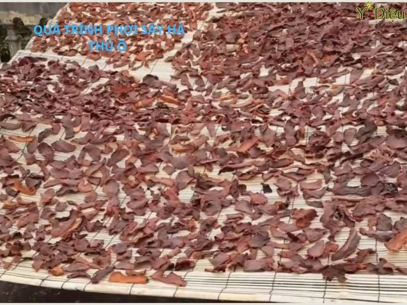 Hà thủ ô được phơi sấy và bảo quản cẩn thận